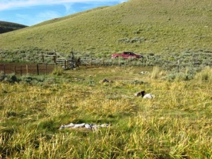 sheep4